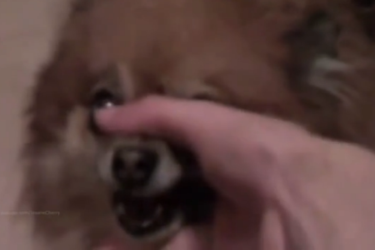 Исполняющие песню Linkin Park животные стали хитом интернета Исполняющие песню Linkin Park животные стали хитом интернета