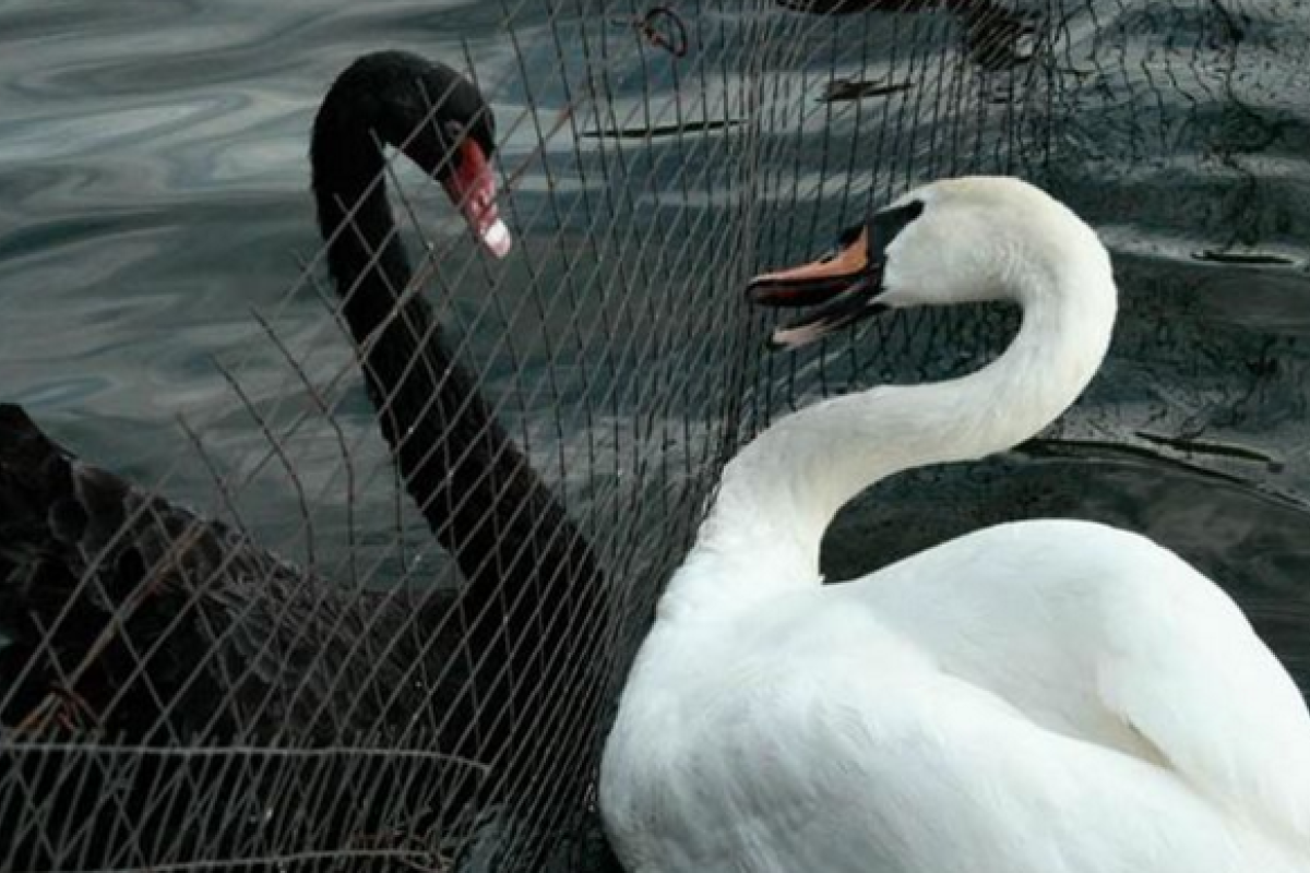 Уникальные фото, на которых совмещается несовместимое