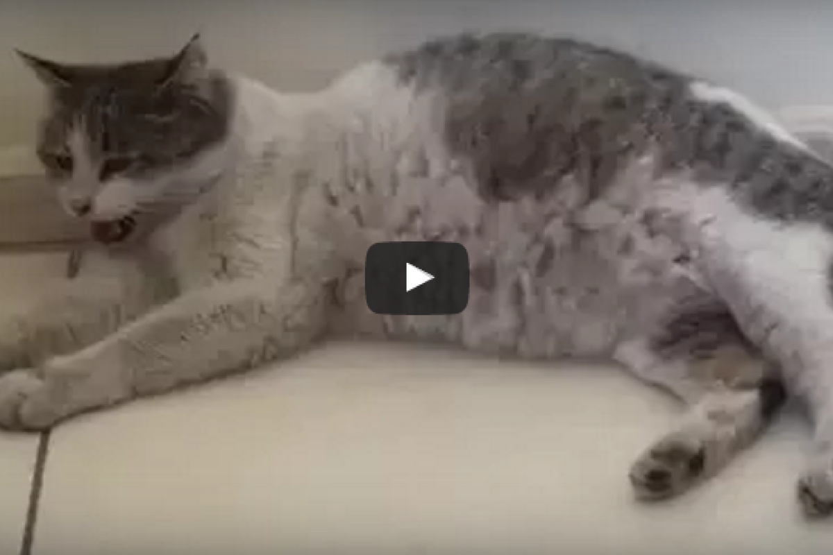 В Турции беременная кошка попросила людей о помощи