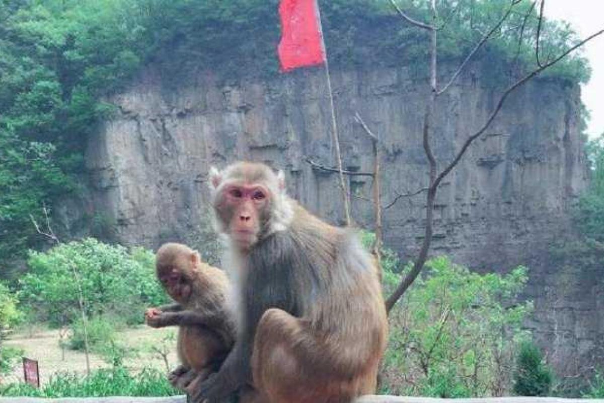 В Китае обезьяна убила бизнесмена