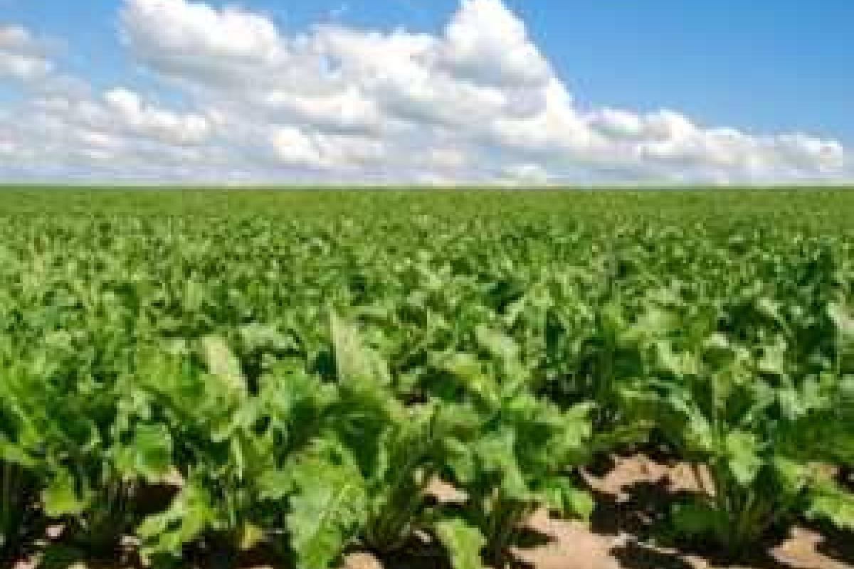 Новый хит российской пропаганды: россиян, которые приезжают в Украину, крадут и заставляют полоть буряки 