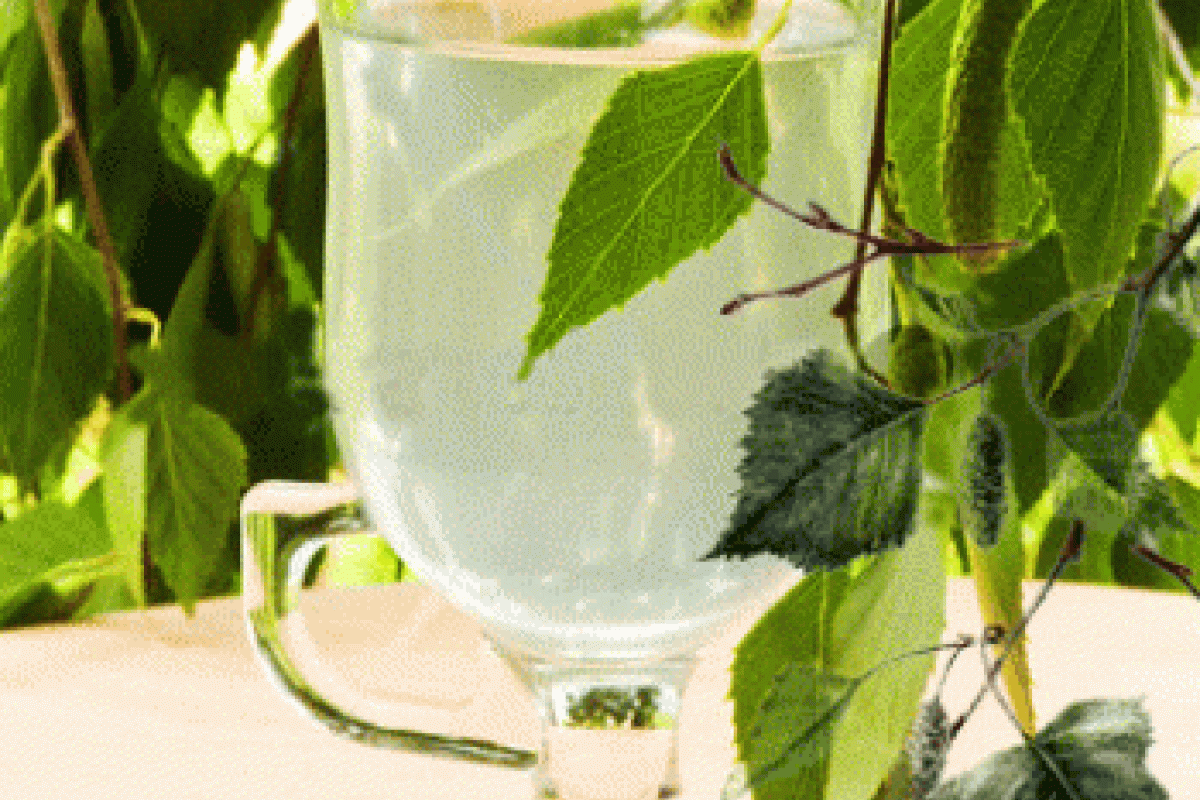 Березовый сок - панацея от всех болезней Березовый сок - панацея от всех болезней