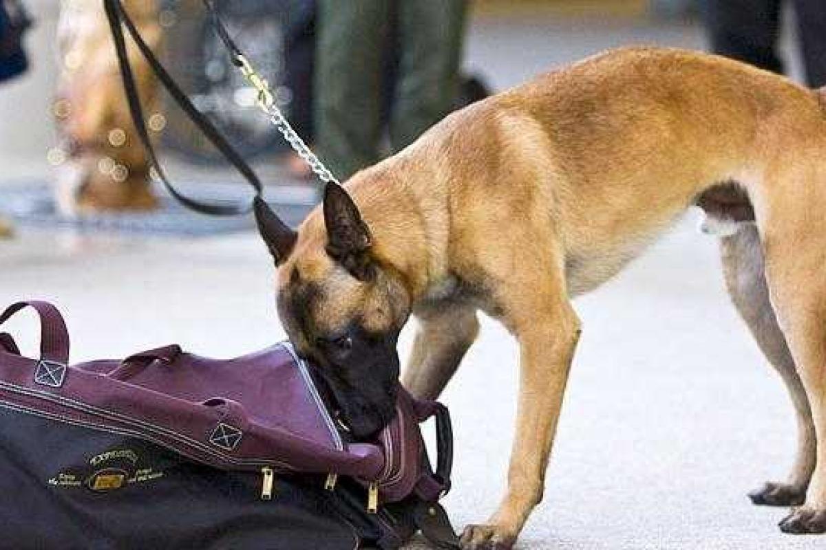 В Киеве в парке Вечной Славы нашли две подозрительные сумки В Киеве в парке Вечной Славы нашли две подозрительные сумки