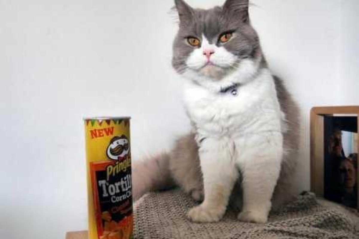 Интернет покоряет новая "звезда" - хмурый кот Норман