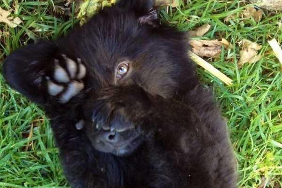 Китаец приютил "бездомную собаку", которая "превратилась" в медведя