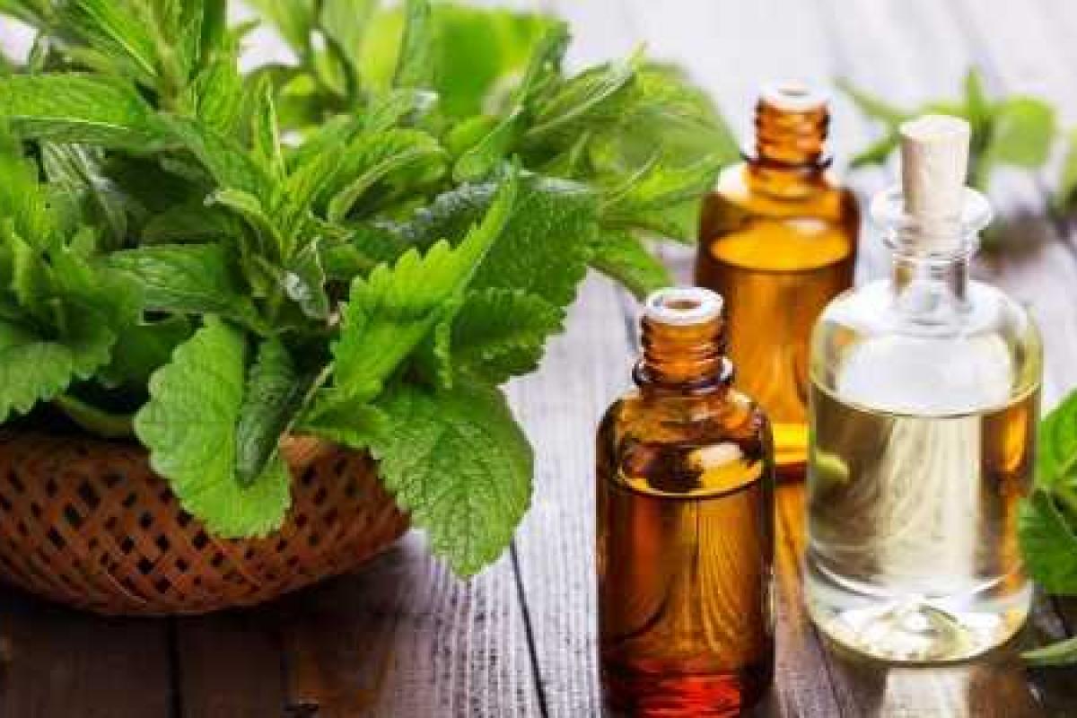 Ученые доказали, что запах мяты помогает похудеть