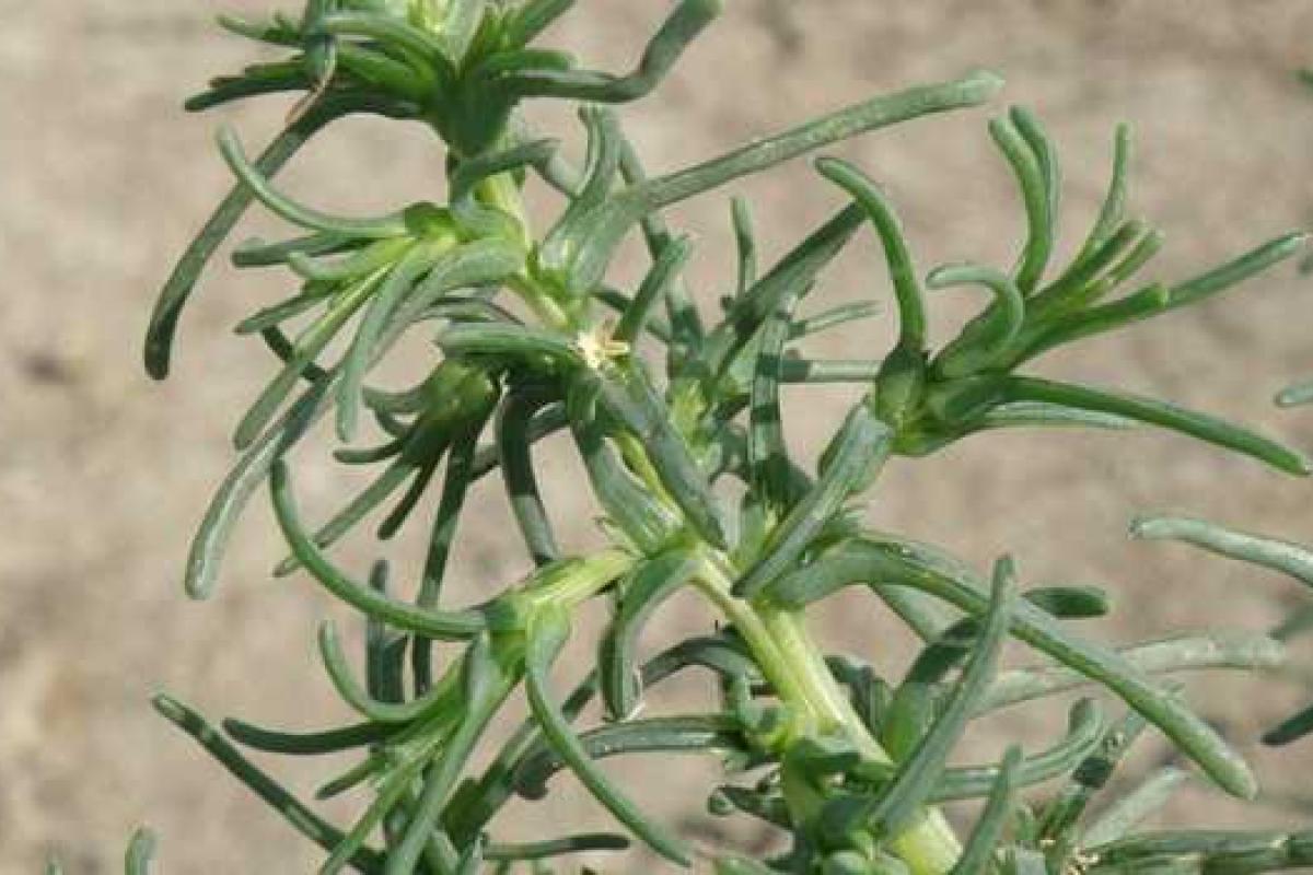 В Италии отказываются от соды и соли 