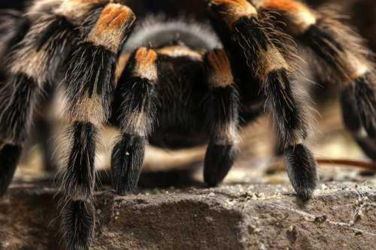 На борту самолета, летевшего из Доминиканы в Канаду, поднялась паника из-за тарантулов