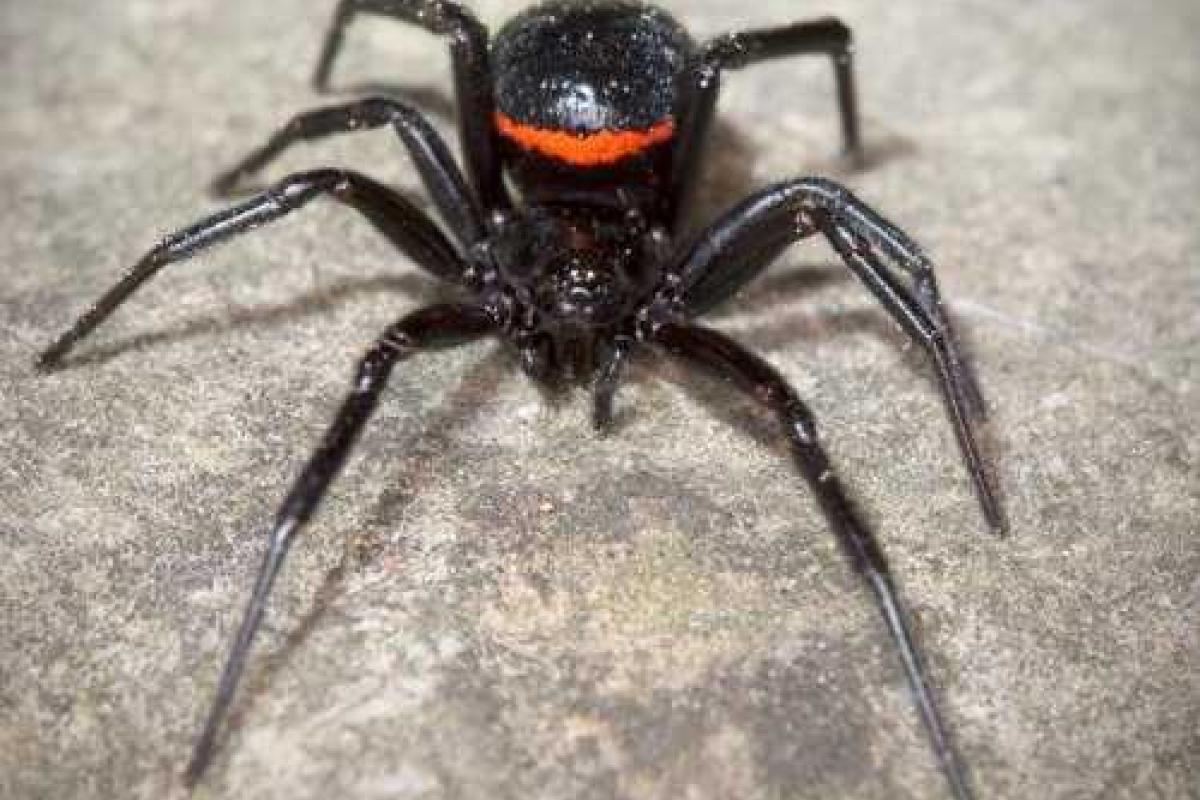 У жителей Астрахани настоящая паника: в квартирах "поселились" крупные пауки
