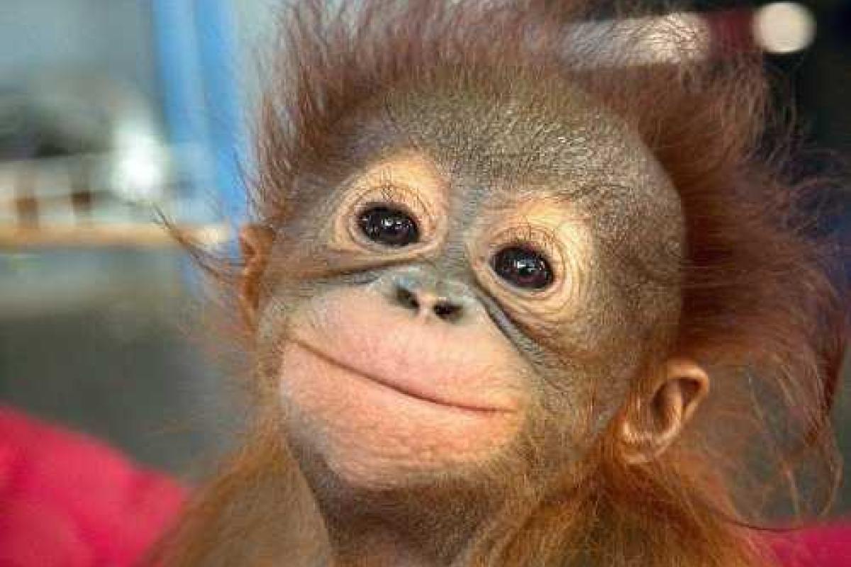 Ученые обнаружили сходство в поведении политиков и обезьян 