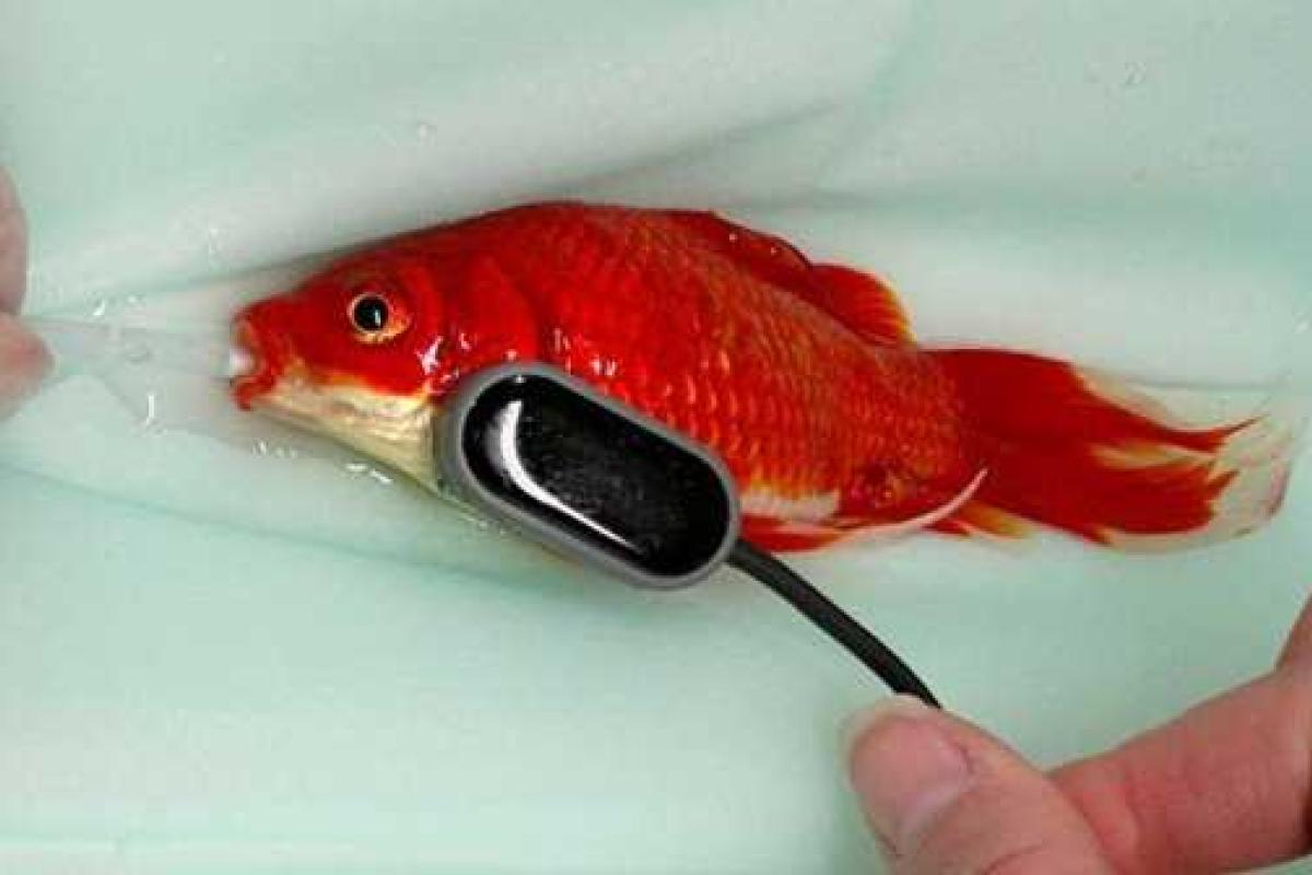 Британские медики успешно прооперировали золотую рыбку Британские медики успешно прооперировали золотую рыбку
