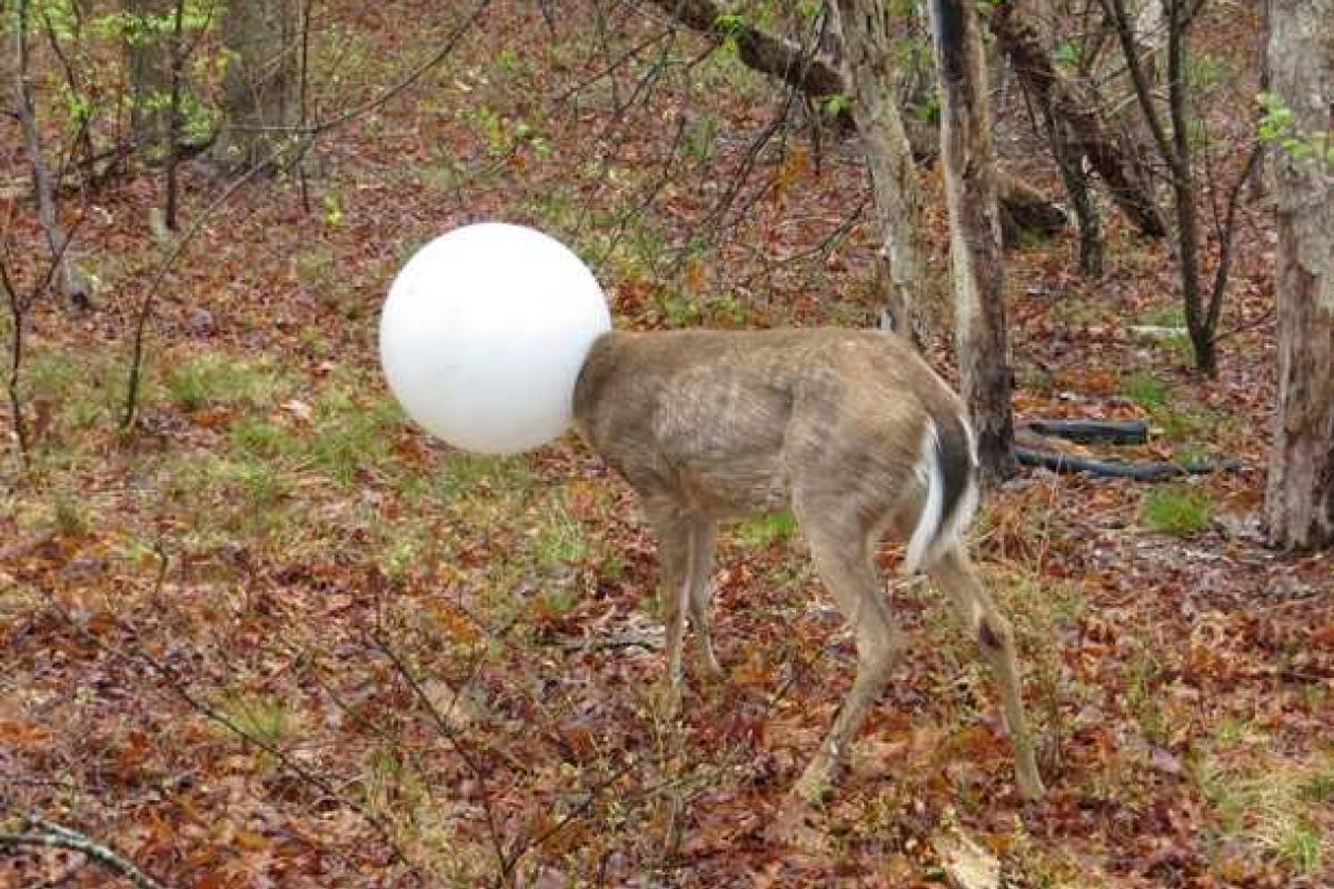 Застрявший в плафоне олень стал героем мемов