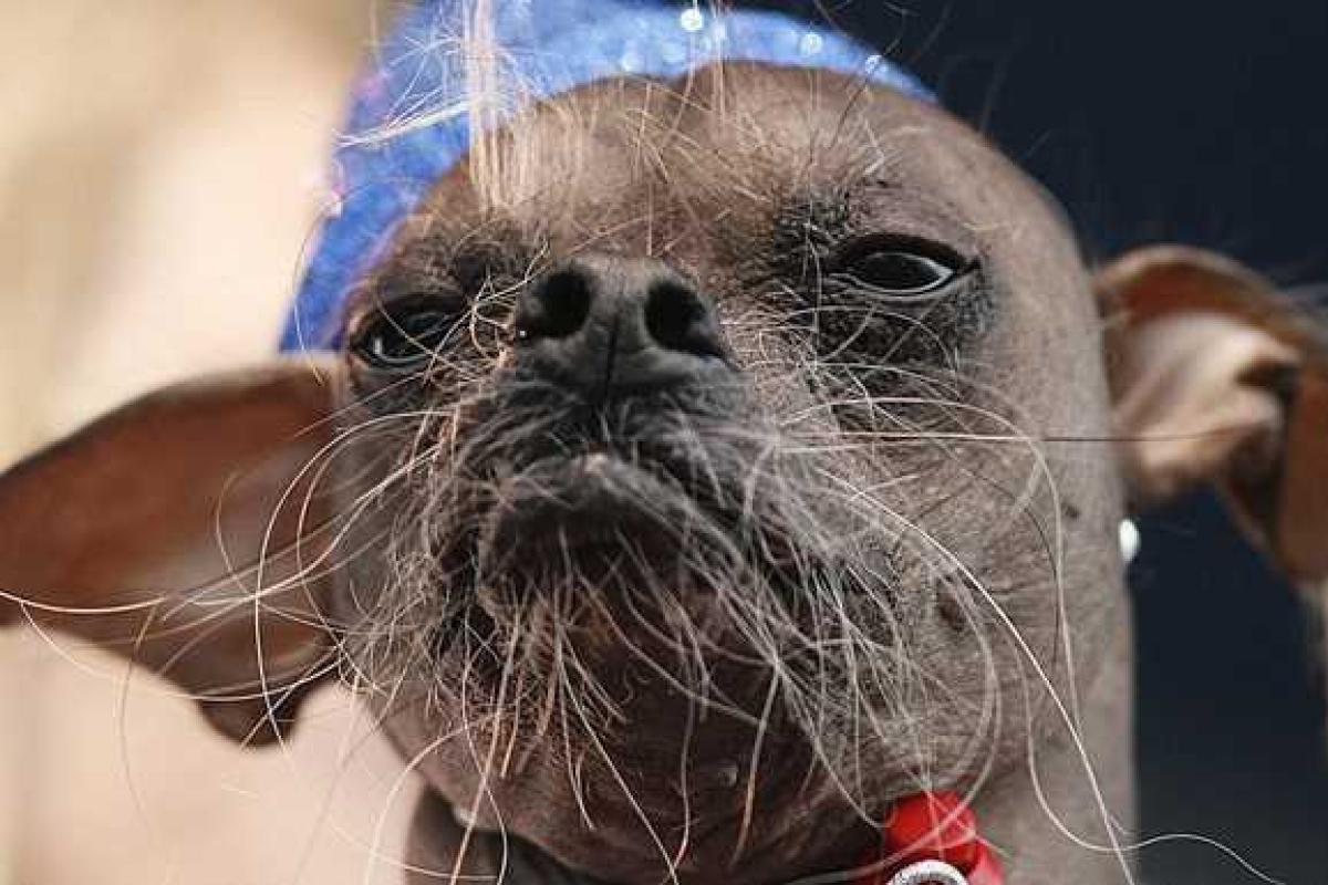 "Самого страшного" пса наградили за героизм "Самого страшного" пса наградили за героизм