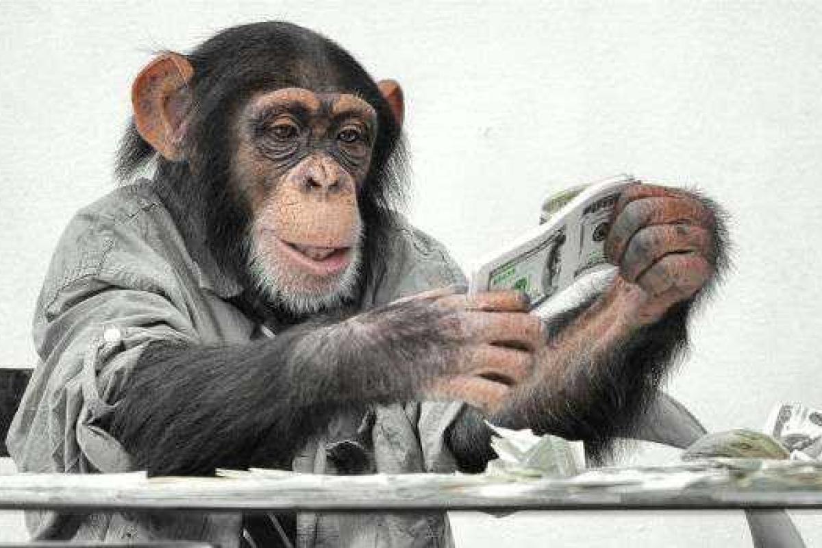 В поведении обезьян и политиков есть сходство, - ученые