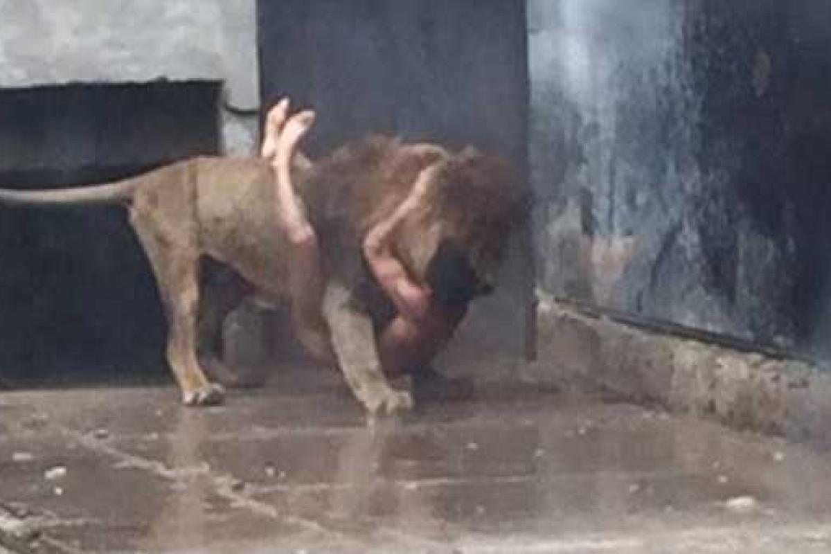 Парень, пытаясь покончить жизнь самоубийством, прыгнул в вольер со львами