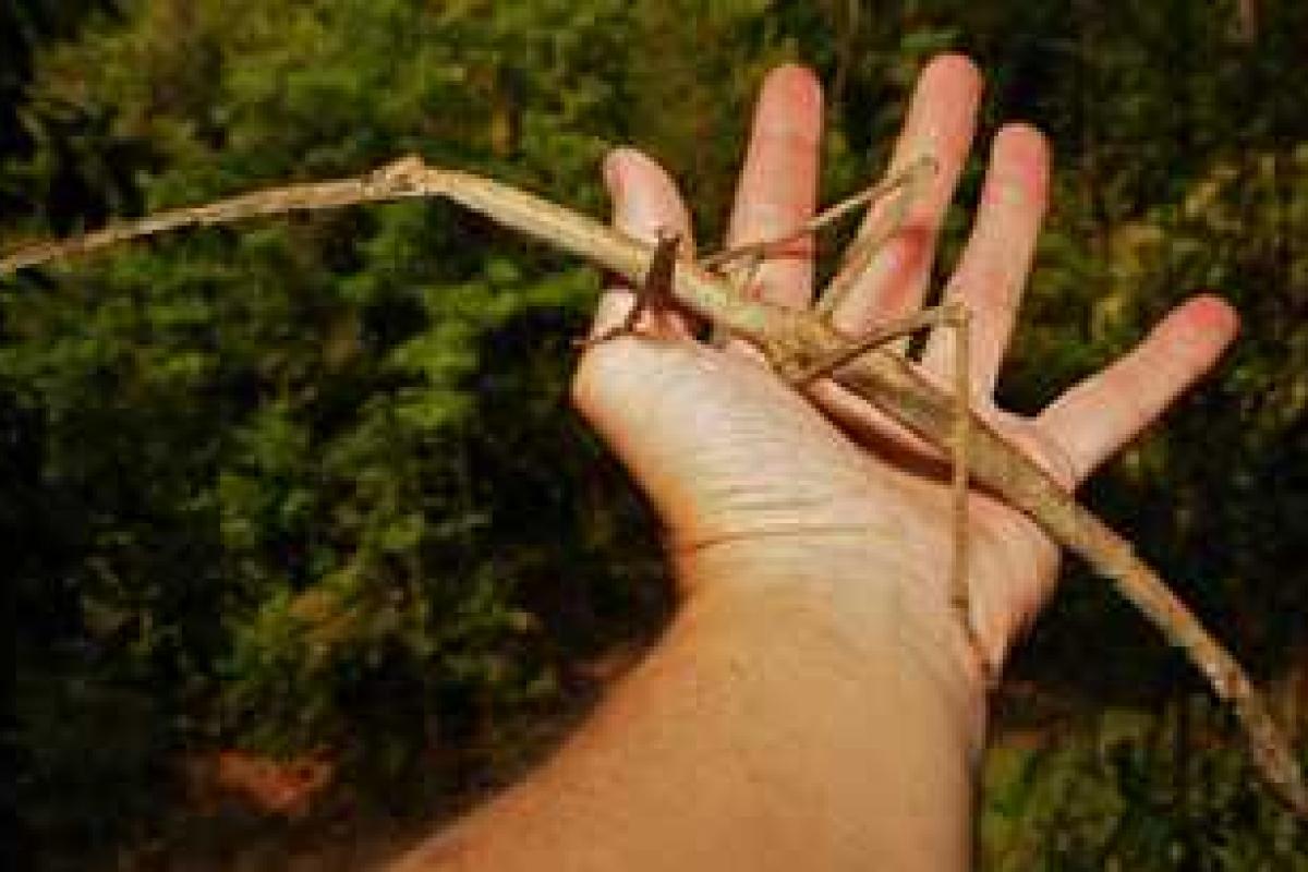 В Китае обнаружили гигантских полуметровых насекомых