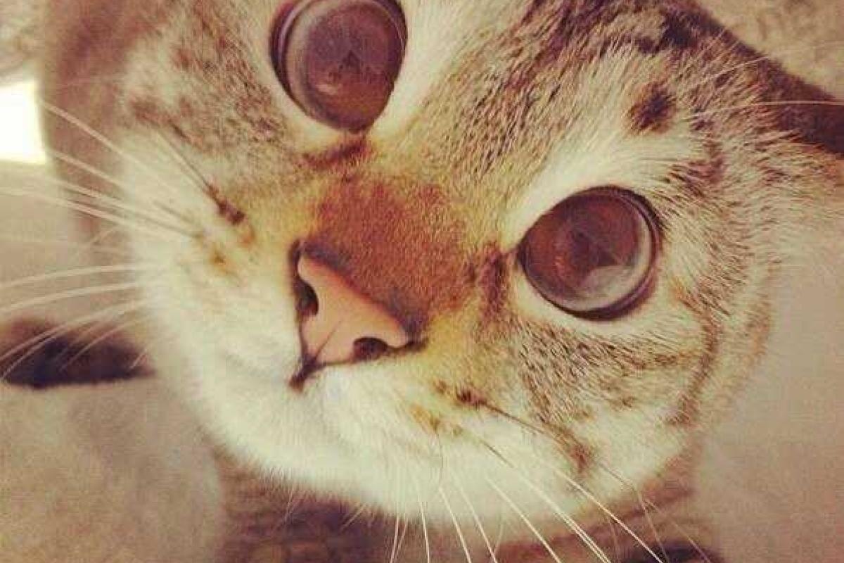 В Саудовской Аравии запретили делать селфи с котами и настольными играми