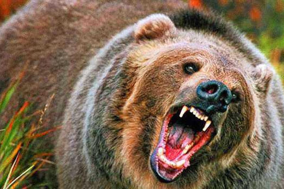 В России огромный медведь вышел на автотрассу и атаковал машину