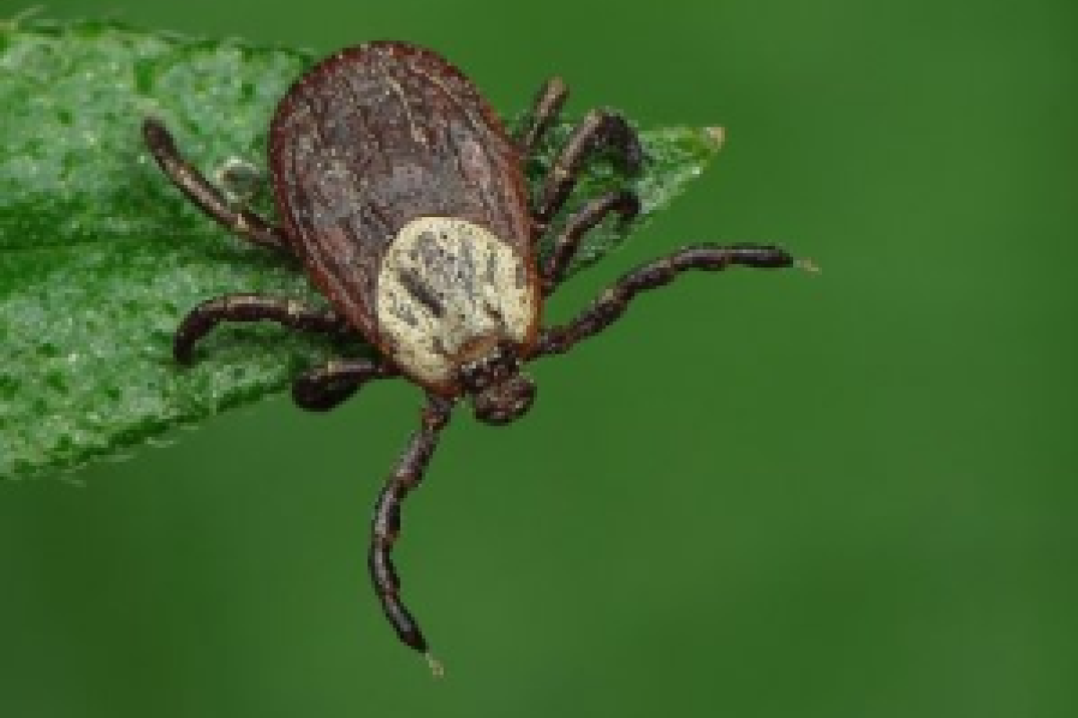 Россию атакуют заразные клещи-мутанты