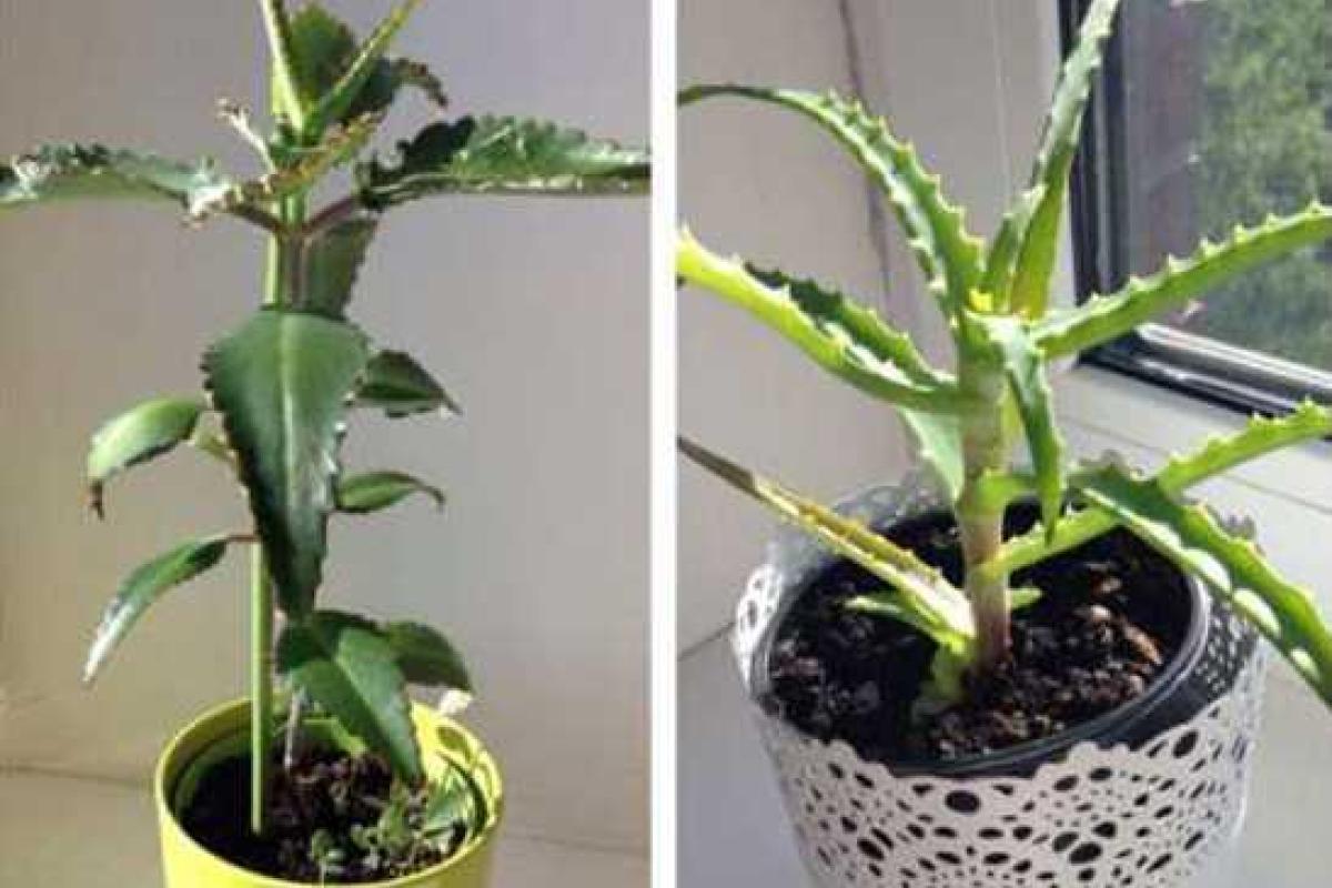 Домашние лекари: полезные свойства алоэ и каланхоэ