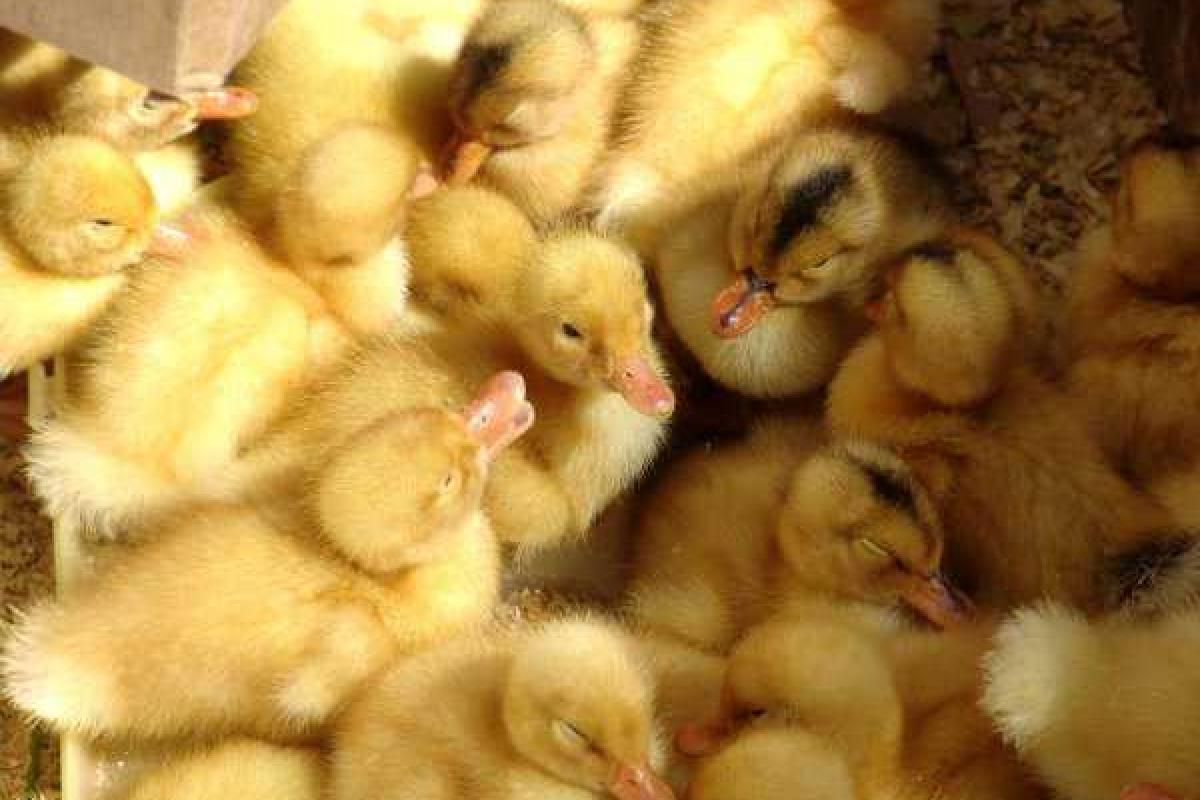 На Луганщине украинские пограничники не пустили в Россию 3,5 тысячи утят