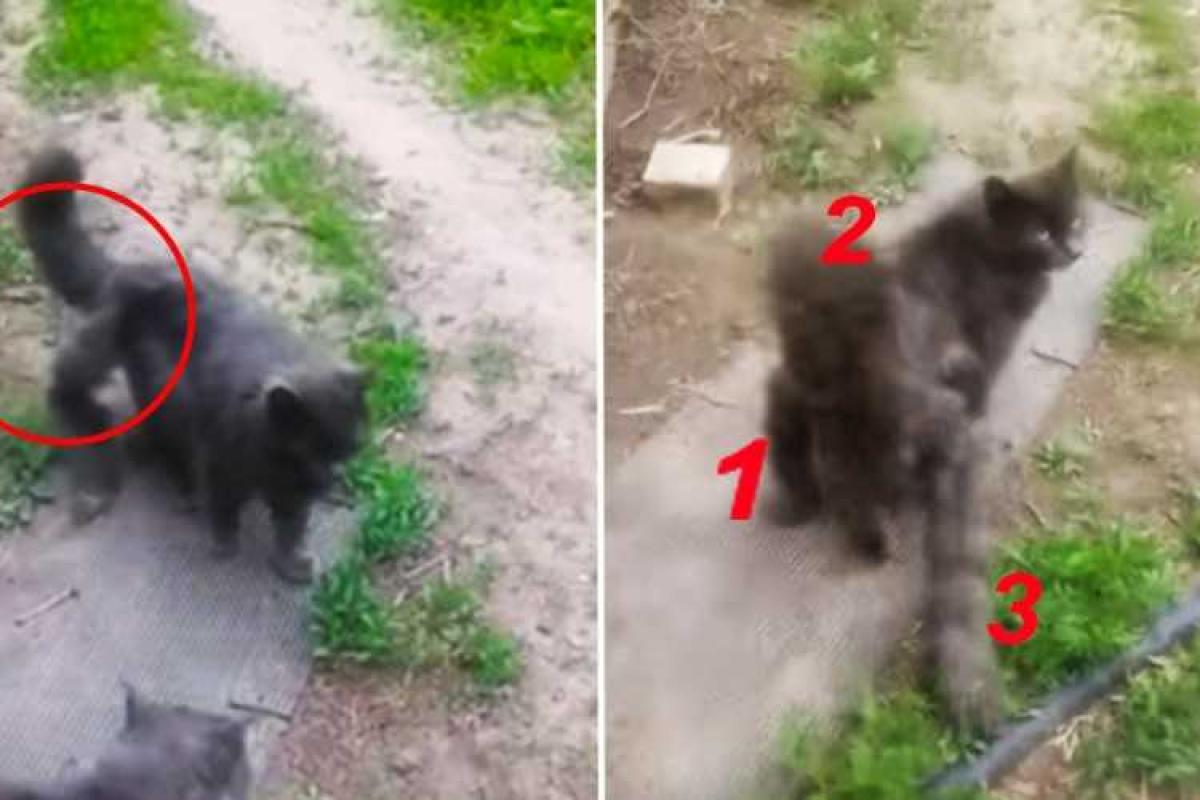 В Сети бурно обсуждают фото кота-мутанта с тремя хвостами