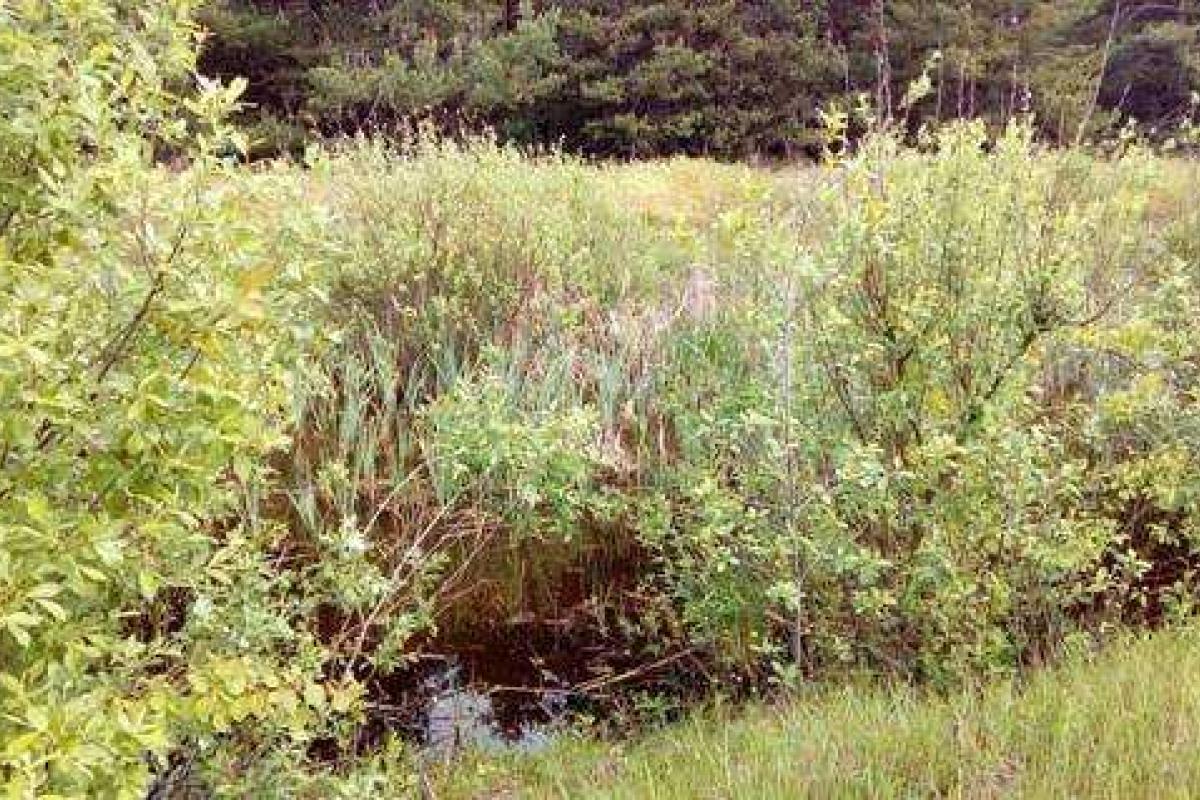 На Киевщине убили 10-летнюю девочку: подозреваемый задержан 