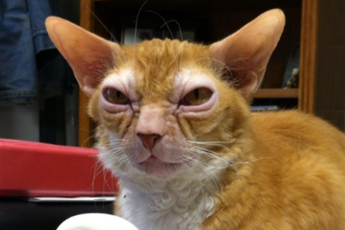 В США найден кот с внешностью магистра Йоды