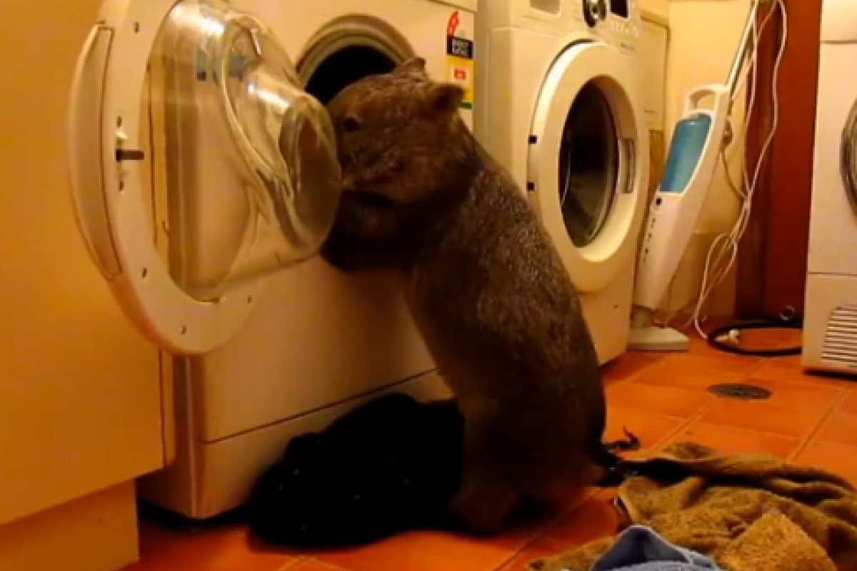 Видео с "хозяйственным" вомбатом стало хитом в соцсети