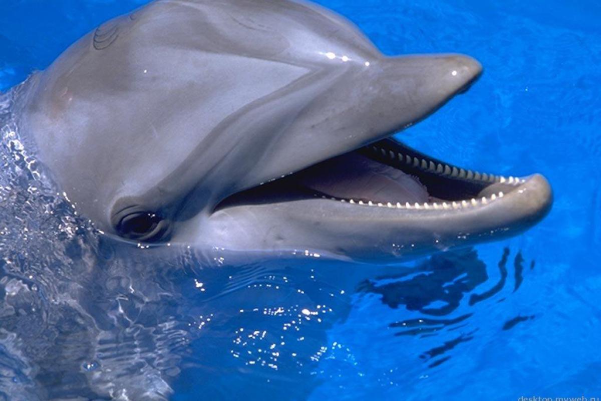 В Грузии дельфиниха родила прямо во время шоу В Грузии дельфиниха родила прямо во время шоу