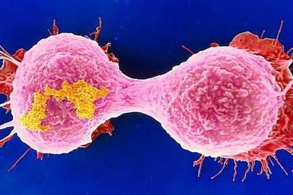 Ученые обнаружили заразные раковые опухоли 