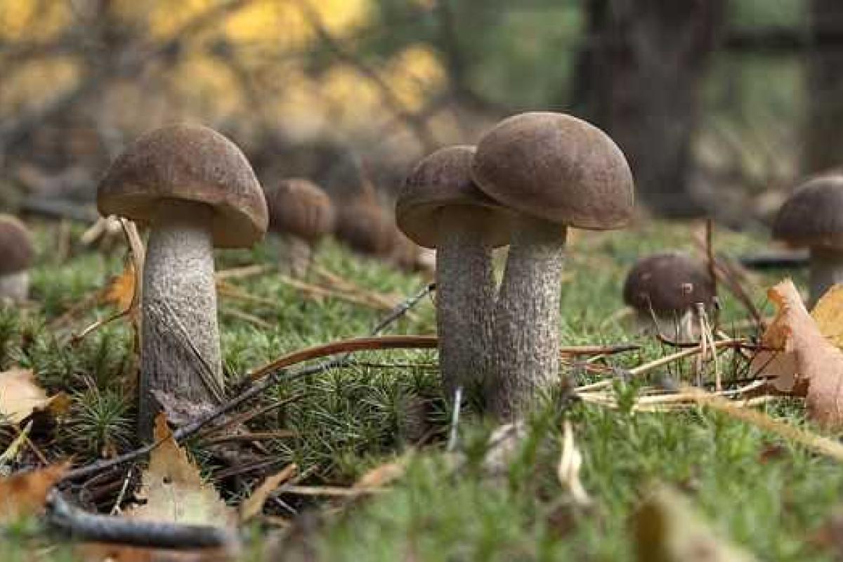 Волонтер назвал народную примету, которая говорит о скорой войне в России Волонтер назвал народную примету, которая говорит о скорой войне в России