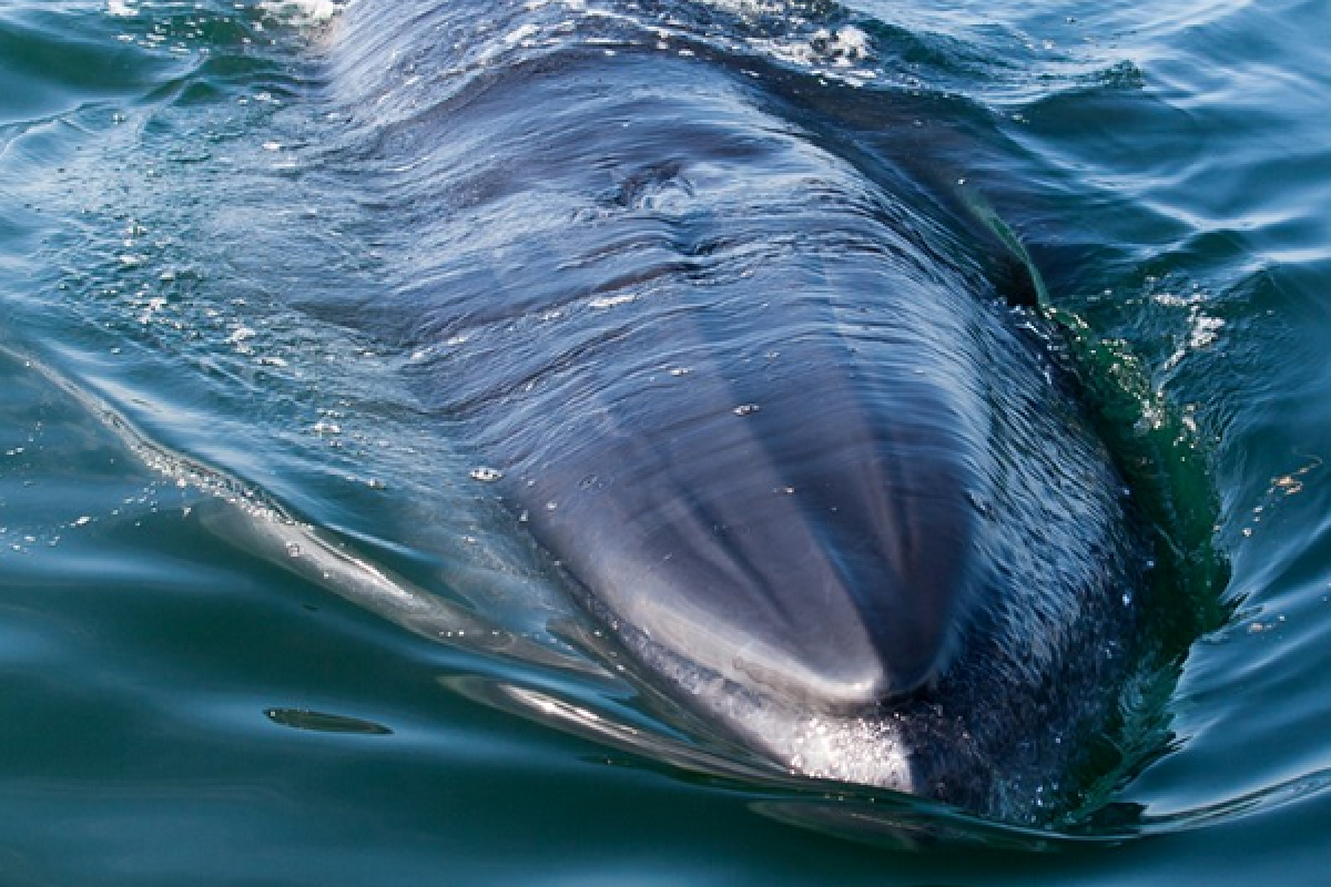 Ученые Новой Зеландии получили редкие кадры исчезающих китов