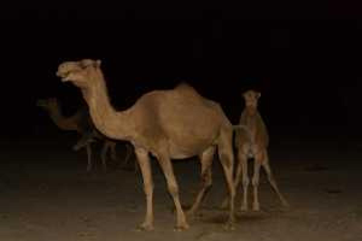 В России разъяренное стадо верблюдов напало на автомобиль В России разъяренное стадо верблюдов напало на автомобиль