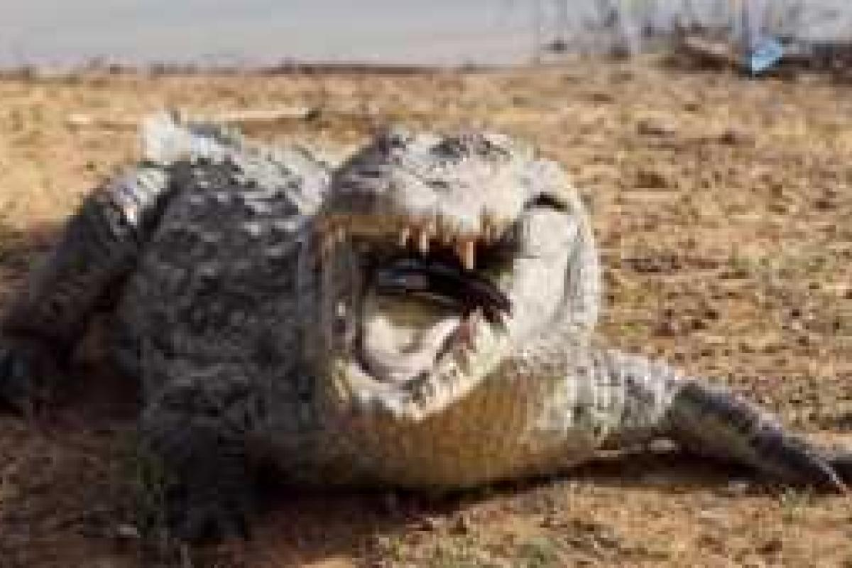 Диснейленд в Орландо: в поисках пропавшего малыша убит уже четвертый аллигатор Диснейленд в Орландо: в поисках пропавшего малыша убит уже четвертый аллигатор