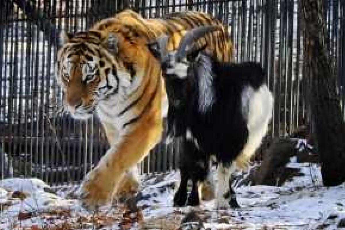 Раскрыт секрет "дружбы" козла Тимура и тигра Амура: история оказалась выдумкой