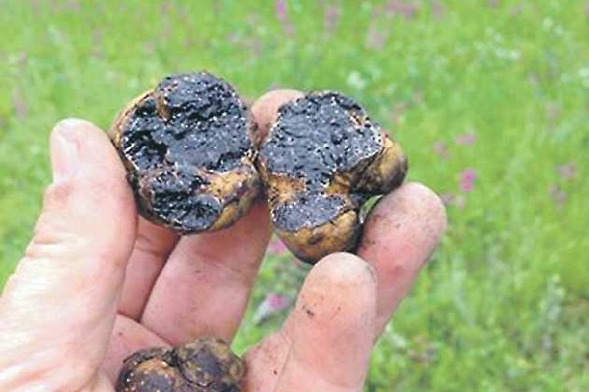 Киевлянин нашел в лесу гриб за 19 тысяч гривен Киевлянин нашел в лесу гриб за 19 тысяч гривен