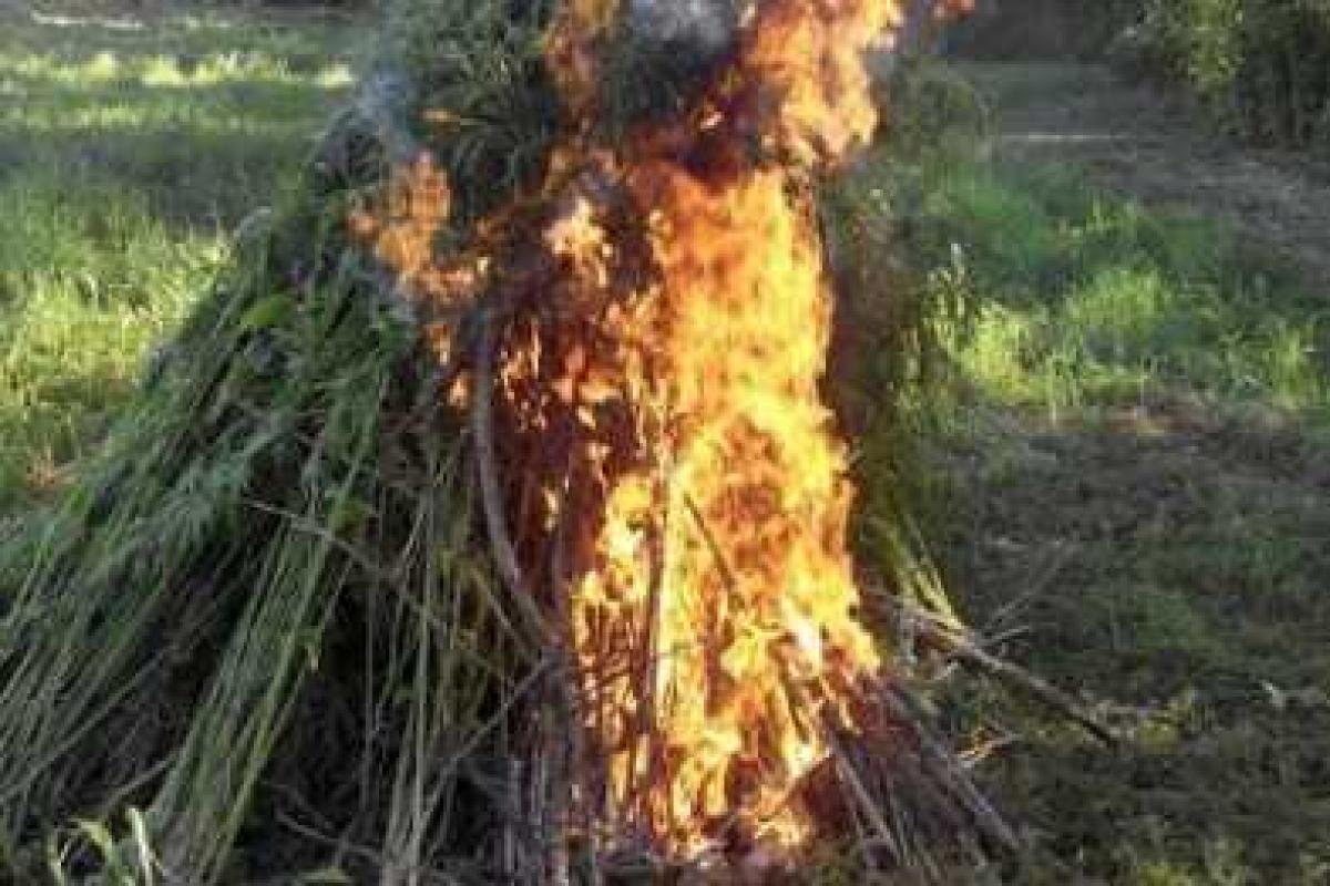 Под Мариуполем разожгли костер из 7 тысяч кустов конопли Под Мариуполем разожгли костер из 7 тысяч кустов конопли