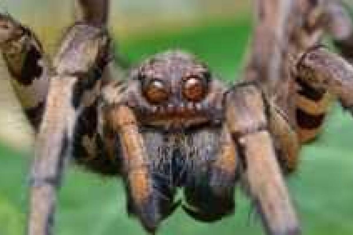 Ученые: Яд пауков полезен при болезнях ЦНС