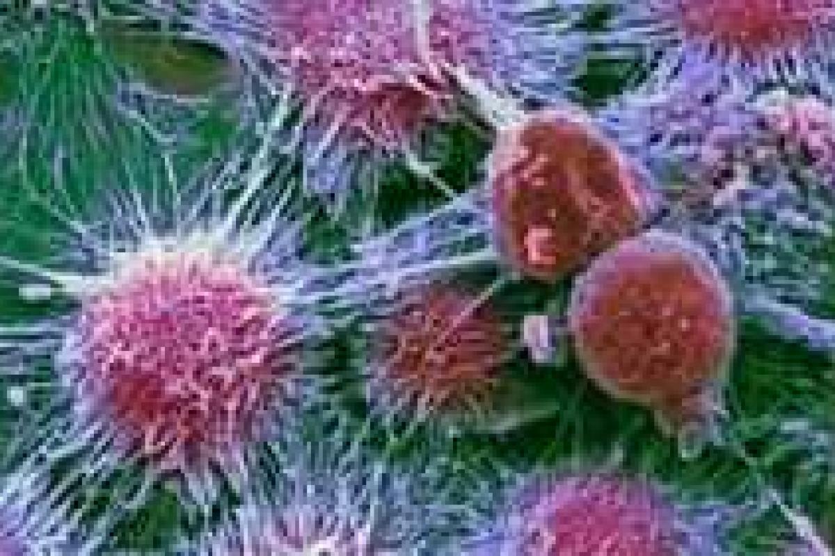 Почему врачи не могут победить рак?