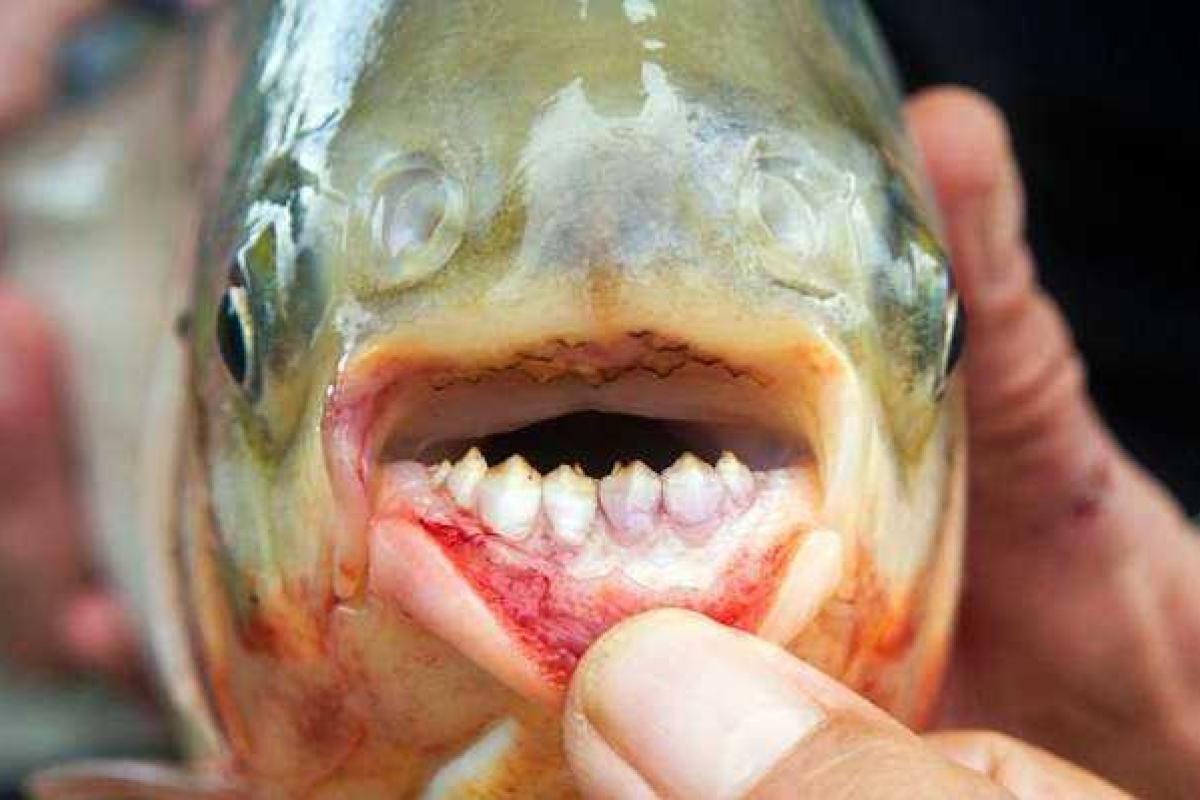 В Калифорнии поймали рыбу с «человеческими» зубами В Калифорнии поймали рыбу с «человеческими» зубами
