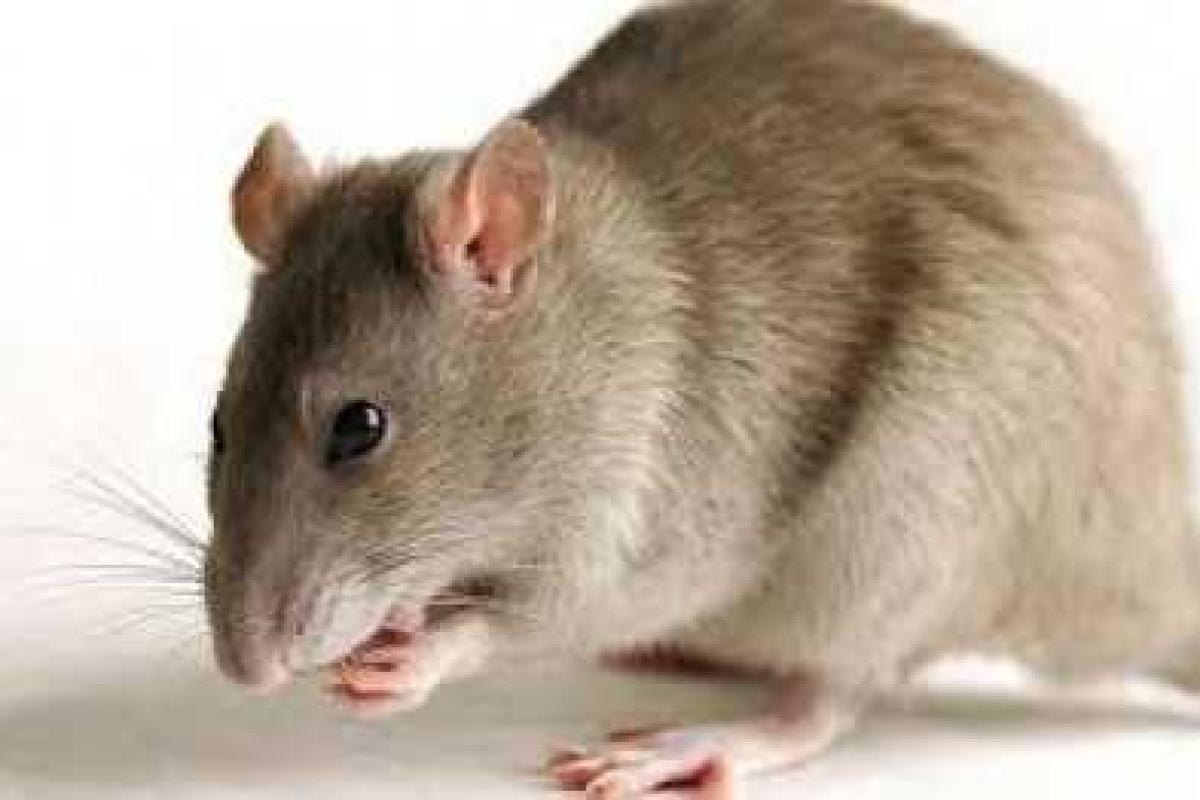 В Мариуполе многоэтажки на Восточном атаковали мыши В Мариуполе многоэтажки на Восточном атаковали мыши