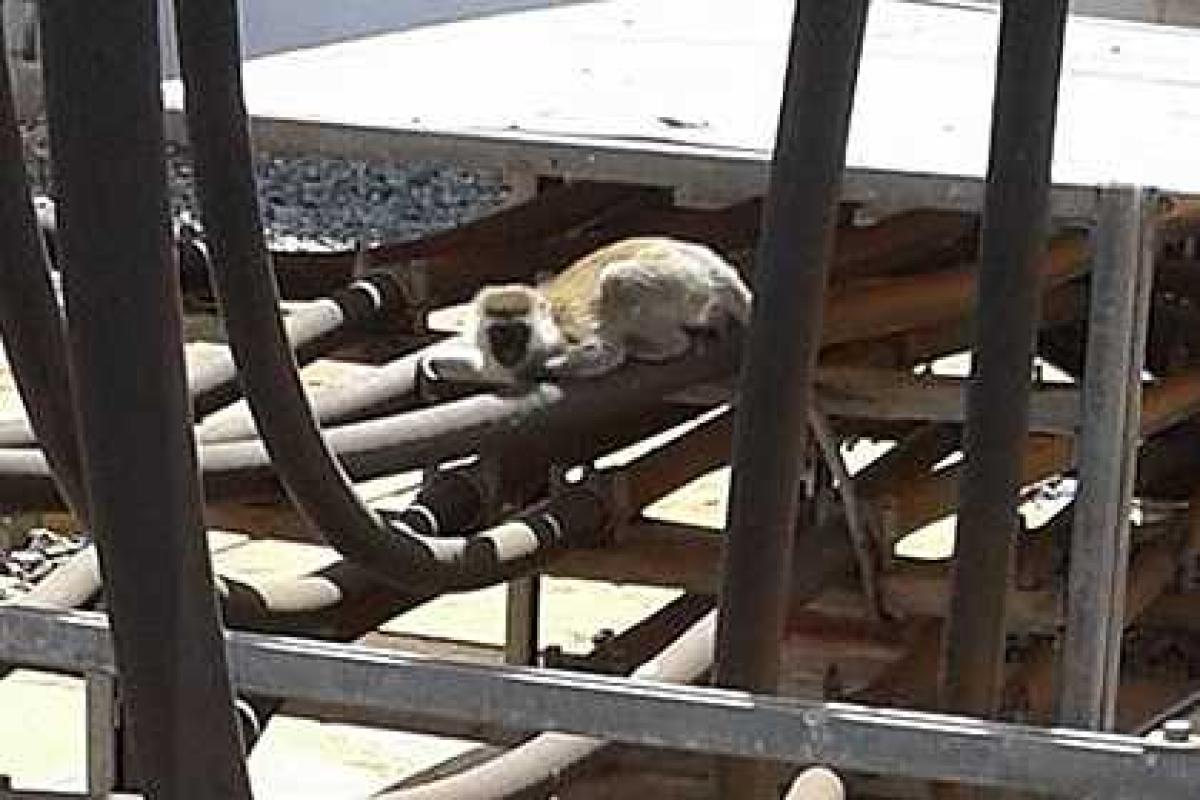 В Кении обезьяна обесточила всю страну В Кении обезьяна обесточила всю страну