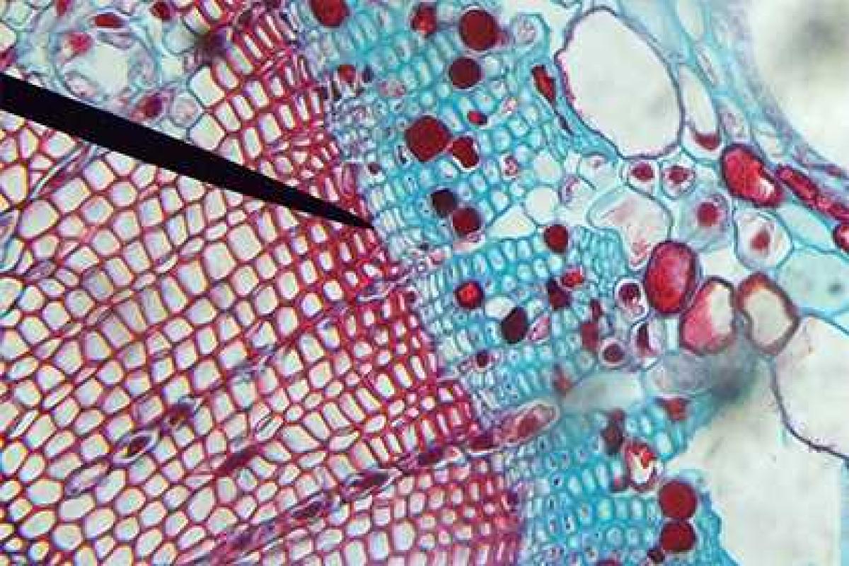 Биолог с сыном доказали вековую гипотезу Биолог с сыном доказали вековую гипотезу