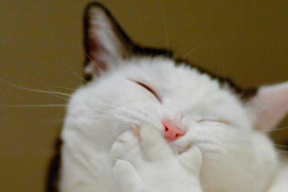 Ролик с котами-покупателями стал хитом YouTube