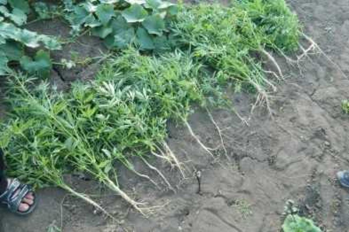 Вблизи Мариуполя мужчина выращивал коноплю: правоохранители обнаружили 18 кустов запрещенных растений Вблизи Мариуполя мужчина выращивал коноплю: правоохранители обнаружили 18 кустов запрещенных растений