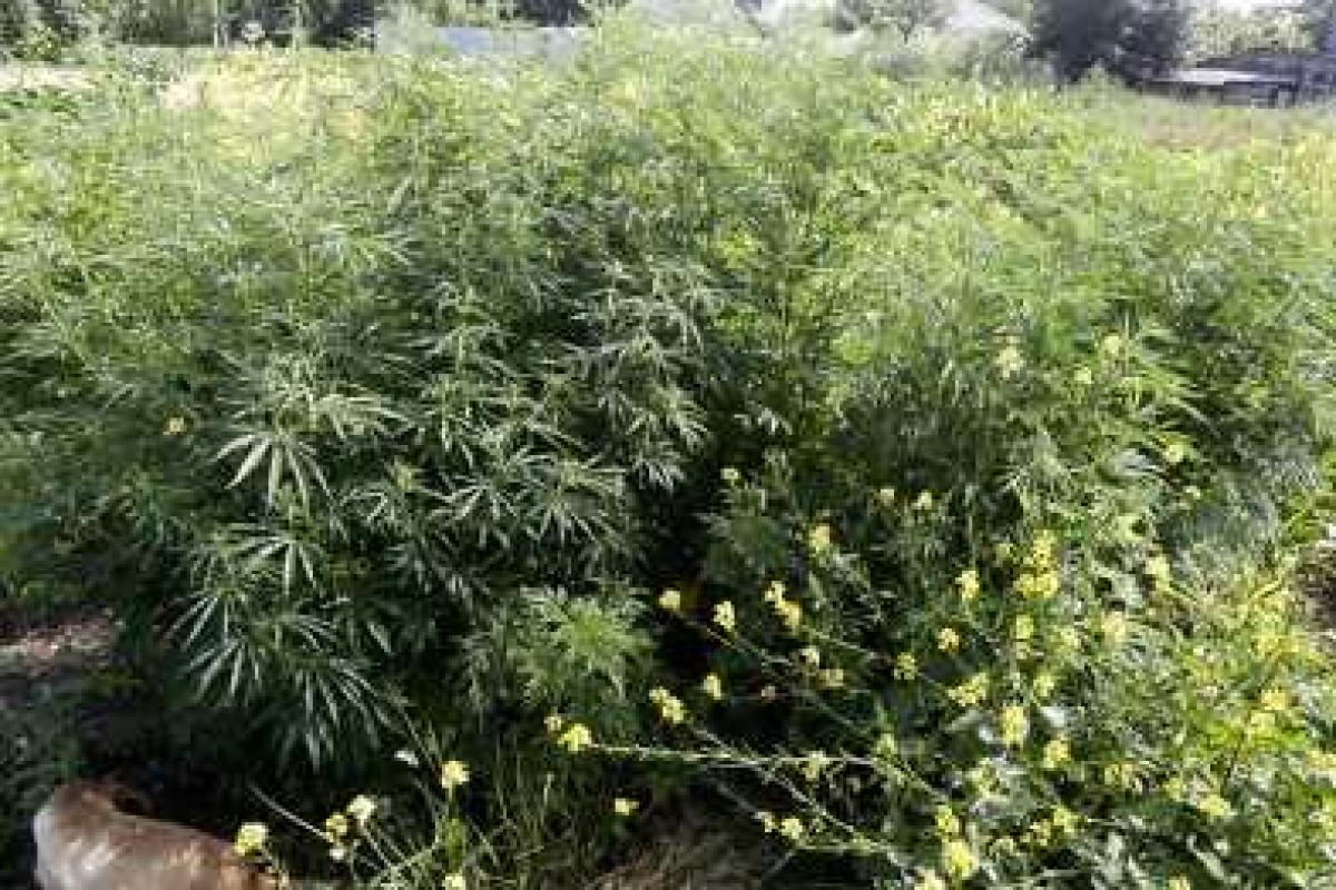 В Донецкой области на огороде среди кукурузы нашли коноплю