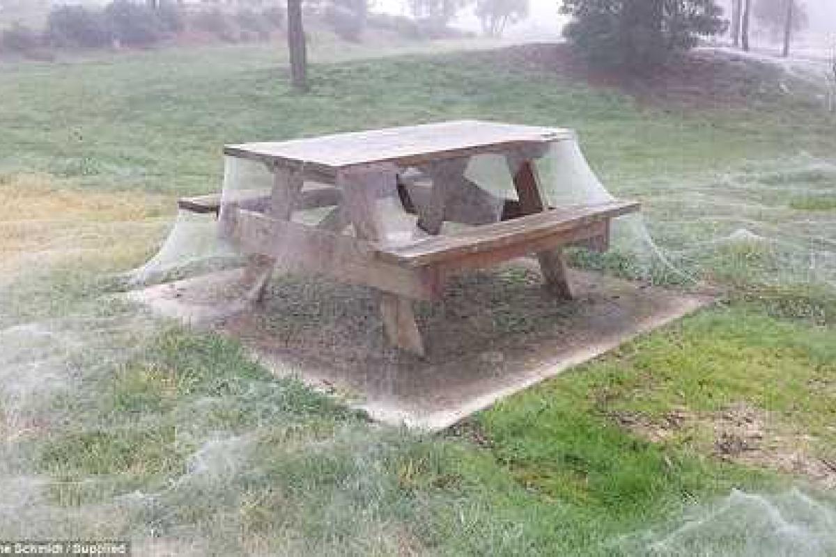 Парк в Австралии атаковали пауки, покрыв территорию паутиной Парк в Австралии атаковали пауки, покрыв территорию паутиной