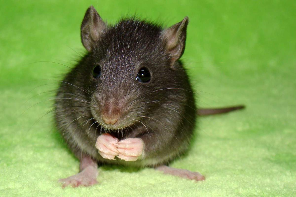 В супермаркете Киева крыса ела хлеб на глазах у покупателей В супермаркете Киева крыса ела хлеб на глазах у покупателей