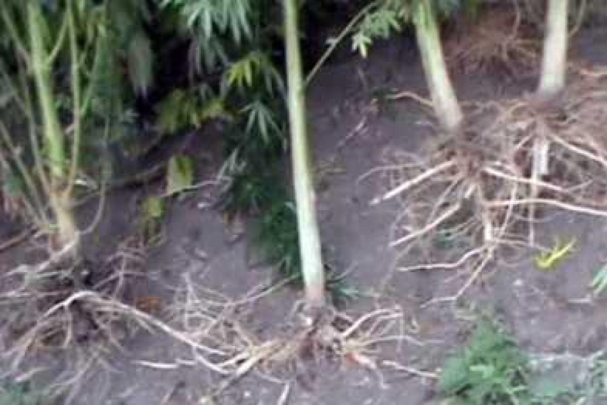 "Процветающая" экономика "ЛНР": на территории "республики" динамично развивается наркобизнес "Процветающая" экономика "ЛНР": на территории "республики" динамично развивается наркобизнес